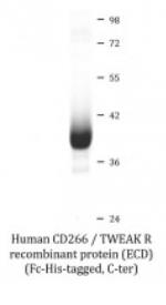 SDS-PAGE (TNFRSF12A-312H).jpg